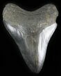 Black, Serrated Megalodon Tooth - Georgia #30073-2